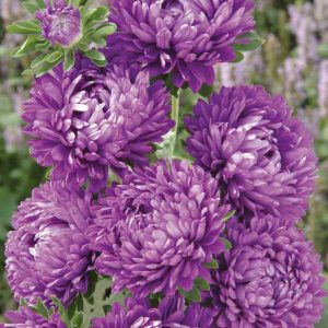 CALLISTEPHUS (Aster) chinensis MILADY DEEP BLUE