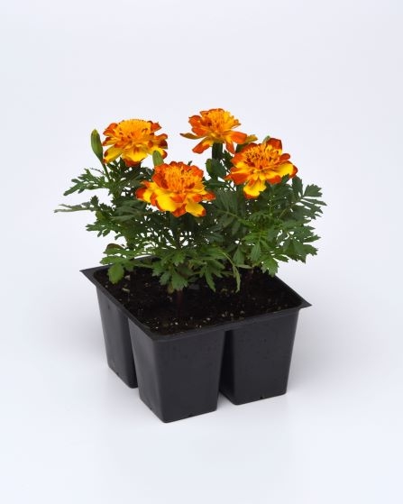 TAGETES  patula nana FLAMENCO