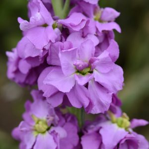 Matthiola incana Column Pacific Blue