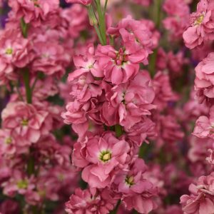Matthiola incana Katz Antique Rose